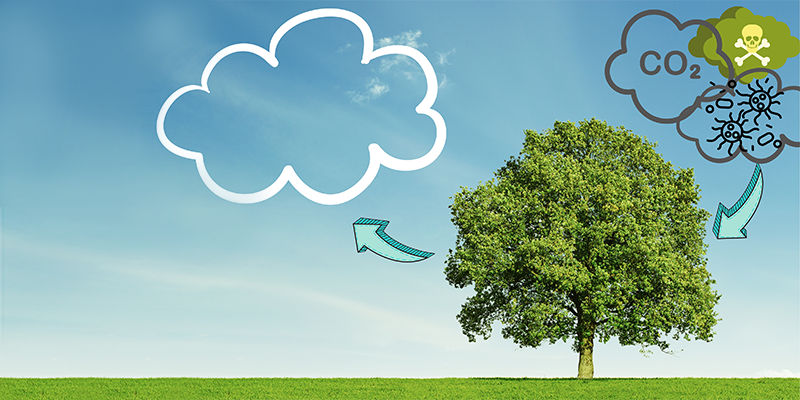 AktionBaum_CO2_O2_Zyklus.png